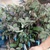 Cung cấp cây giống nhãn tím nhập khẩu chuẩn