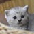 Bán mèo scottish mầu silver tabby cực đẹp