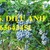 Cung cấp cây giống việt quất, giống việt quất 4 mùa