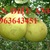 Cây giống bưởi đường Quế Dương, bưởi chín sớm F1