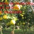 Cây giống bưởi đường Quế Dương, bưởi chín sớm F1