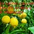 Cung cấp cây giống chanh Eureka, chanh tây, chanh vàng Úc