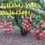 Cung cấp cây giống vải u hồng, vải u trứng chuẩn, giá tốt