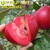 Cung cấp cây giống táo vỏ đỏ ruột đỏ nhập khẩu chuẩn, uy tín