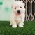 poodle lai nhật, trắng tinh, giá hơn 1 triệu