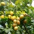 Cung cấp cây giống quất hồng bì chuẩn, uy tín, chất lượng