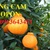 Cung cấp cây giống cam Dekopon, cam sumo, cam Nhật chuẩn