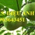 Cung cấp cây giống chay, cây chay choai đang có quả chuẩn
