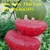 Bán cây giống bưởi ruby Thái Lan, bưởi thái đỏ F1