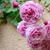 Hoa hồng ngoại