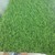 Cỏ Sân vường 05