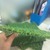 Cỏ Sân vường 05