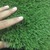 Cỏ Sân vường 35