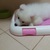 Chó Samoyed tuyết thuần chủng