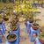Sỉ, lẻ hoa mai vàng chơi tết, cây mai vàng bonsai giá rẻ