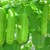 Hạt giống bầu sao lai Rạng Đông