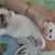 mèo aln x scottish trắng mắt xanh tỉm chủ mới