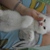 mèo aln x scottish trắng mắt xanh tỉm chủ mới