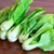 Hạt giống cải thìa Rạng Đông