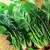 Hạt giống cải bó xôi (rau chân vịt) Rạng Đông