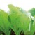 Hạt giống cải bẹ xanh mỡ Phú Nông