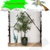 cay-gia-decor