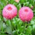 Hạt giống hoa cúc Daisy nhập khẩu