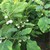 Hạt giống cà pháo trắng Rạng Đông