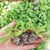 Cây giống Dạ Yến Thảo