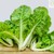 Hạt giống cải bẹ dún Rạng Đông