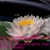 Bán hoa Súng Thái Lan , Mỹ , Úc với 120 màu sắc đẹp taji Hội
