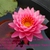 Bán hoa Súng Thái Lan ,Mỹ , Úc nhiều màu sắc đẹp nhất 