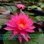 Bán hoa Súng Thái Lan ,Mỹ , Úc nhiều màu sắc đẹp nhất 