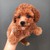 Chó Poodle nâu đỏ 2 tháng tuổi