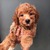 Chó Poodle nâu đỏ 2 tháng tuổi