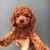 Chó Poodle nâu đỏ 2 tháng tuổi