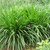 Hạt giống cỏ chịu ngập Paspalum