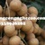 Cung cấp cây giống : Nhãn Hương Chi ( Nhãn Hưng Yên )