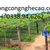 Cung cấp cây giống : Nho Pháp