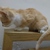 Mèo con lai 2th (vàng yếm trắng, tam thể)