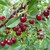 Hạt giống Cherry chịu nhiệt nhập khẩu Nga