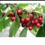 Hạt giống Cherry chịu nhiệt nhập khẩu Nga