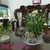 Hoa Thủy Tiên tạo dáng Bonsai nở hoa đúng Tết Tân Sửu 2021