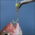 Kìm không gỉ mũi cong gắp xương cá Tsunoda Nhật Bản SPB 140