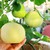 Hạt giống dưa lê xanh hàng nhập khẩu Thái Lan