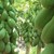 Hạt giống đu đủ ruột đỏ nhập khẩu Thái Lan