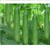 Hạt giống dưa leo nhập khẩu Thái Lan