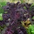 Hạt giống Kale tím hàng nhập khẩu Mỹ