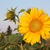Hạt giống hoa hướng dương Trang Nông TN 282 (Sun Flower) HGH