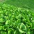 Hạt giống cải Pakchoi xanh xoè to nhập khẩu Thái Lan